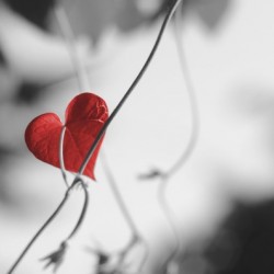 Red heart shaped leaf